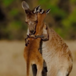 Mother Kangaroo Hugging Her Baby