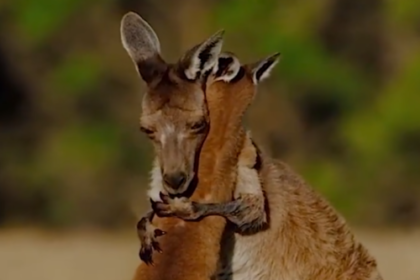 Mother Kangaroo Hugging Her Baby