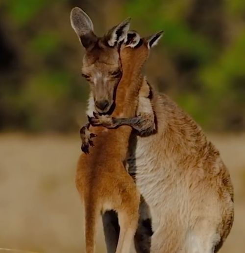 Mother Kangaroo Hugging Her Baby