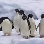 Antarctica sea-ice