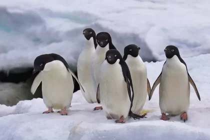 Antarctica sea-ice