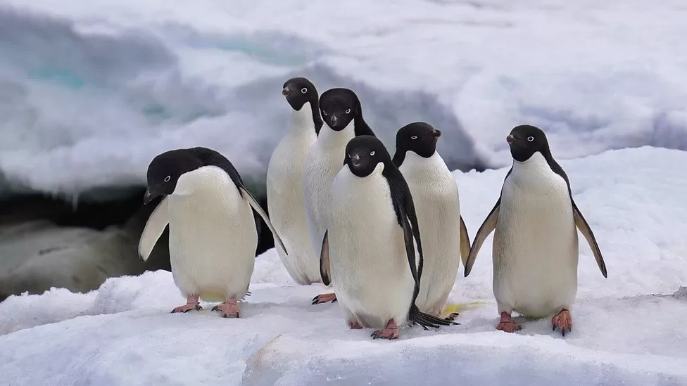 Antarctica sea-ice